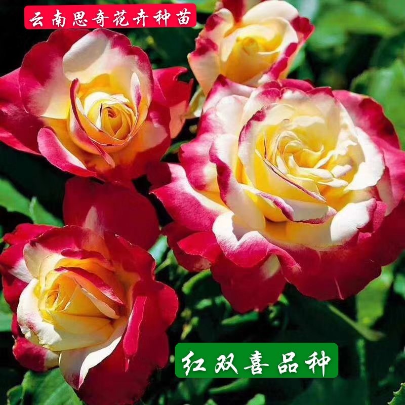 云南思奇花卉种苗月季苗大花月季易种植成活高