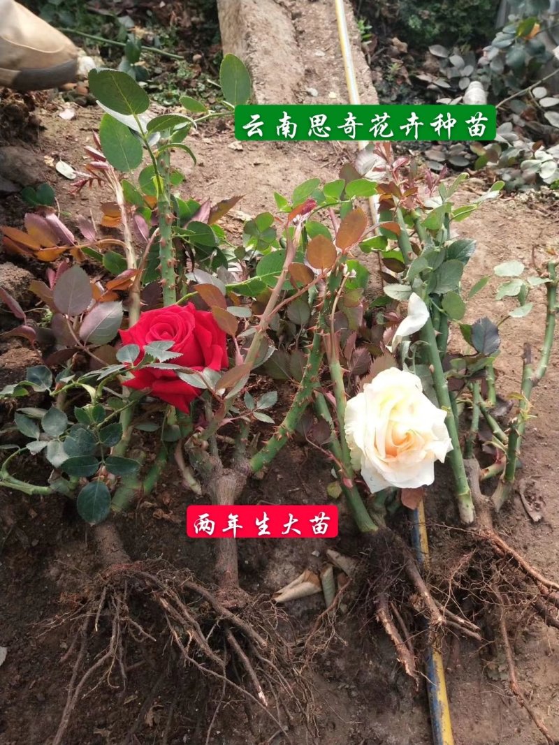 云南思奇花卉种苗月季苗大花月季易种植成活高
