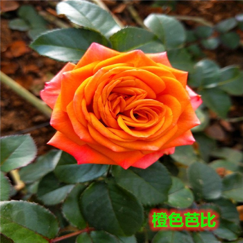 云南思奇花卉种苗月季苗大花月季易种植成活高