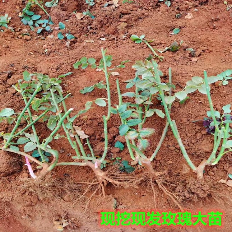 云南思奇花卉种苗月季苗大花月季易种植成活高