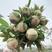 牡丹鲜切花品种多花色鲜艳花苞大南北品种都有欢迎前来订购
