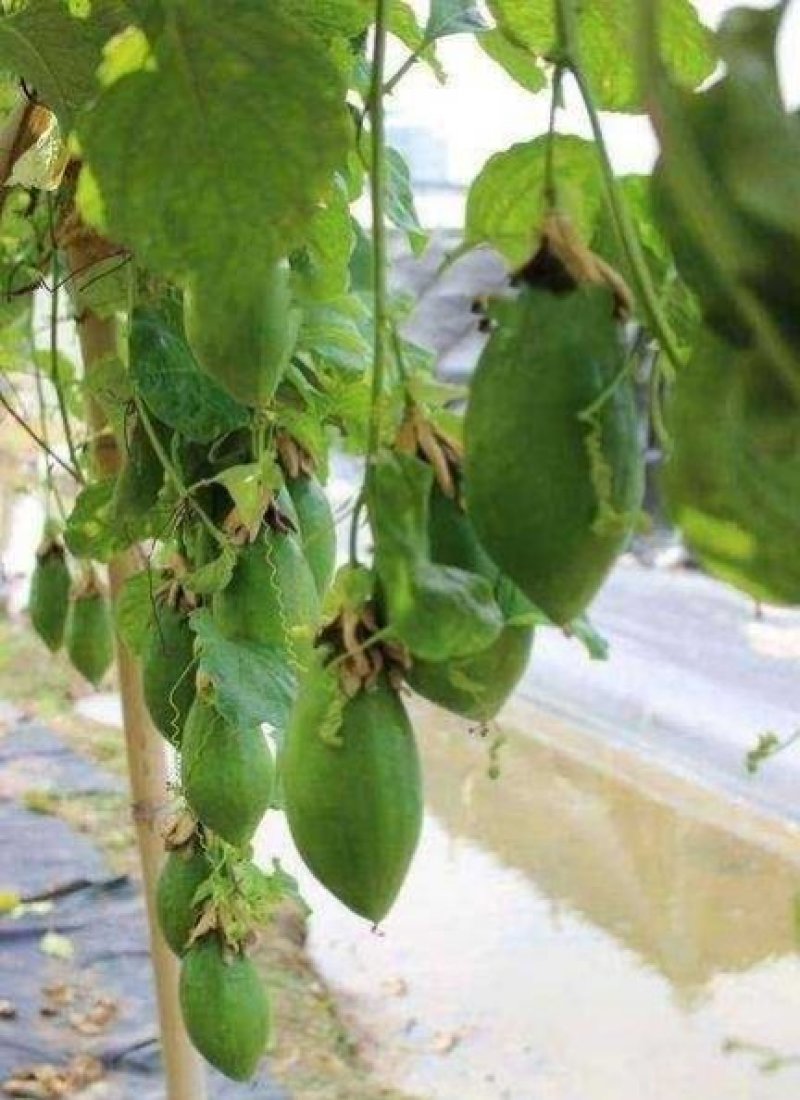 木瓜百香果苗香蜜木瓜百香果苗正品嫁接苗产量高果实大