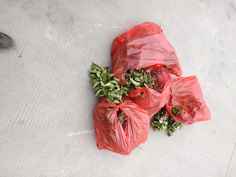 自己的基地出售彩叶豆梨芽苗都是杜梨嫁接成活率高