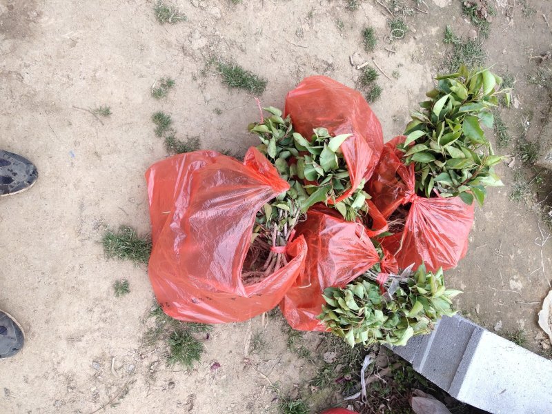 自己的基地出售彩叶豆梨芽苗都是杜梨嫁接成活率高
