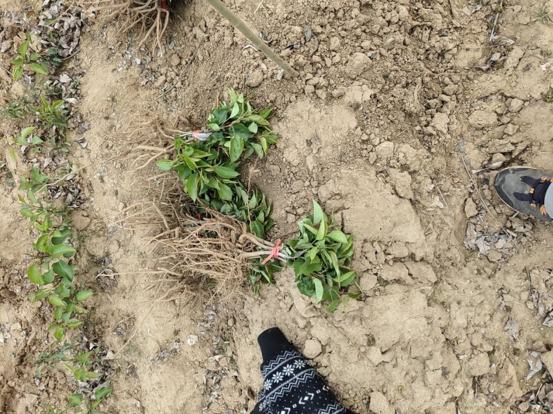 自己的基地出售彩叶豆梨芽苗都是杜梨嫁接成活率高