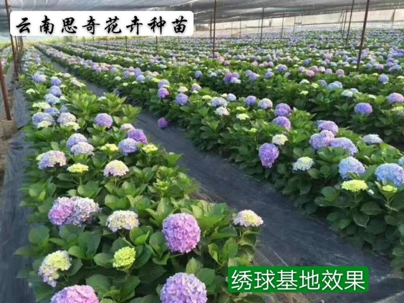绣球苗八仙花种苗基地扦插品种无尽夏海蓝批发