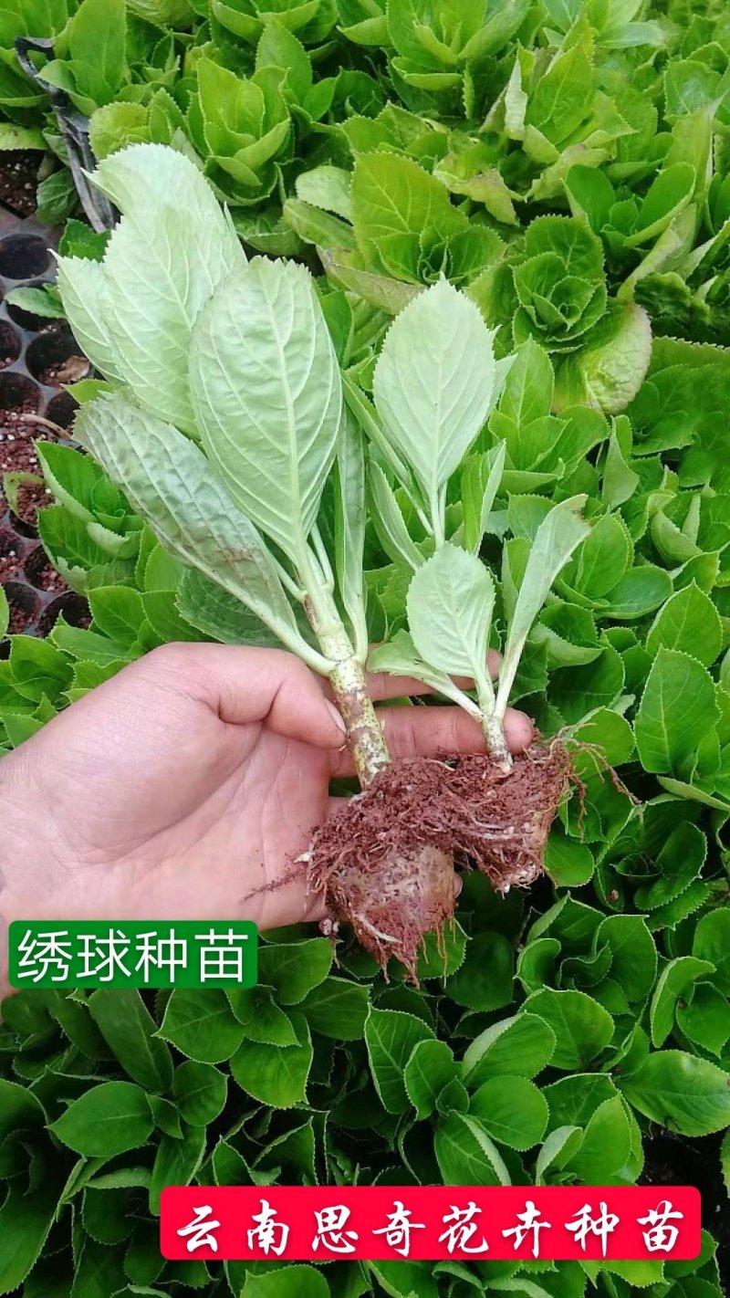 绣球苗八仙花种苗基地扦插品种无尽夏海蓝批发