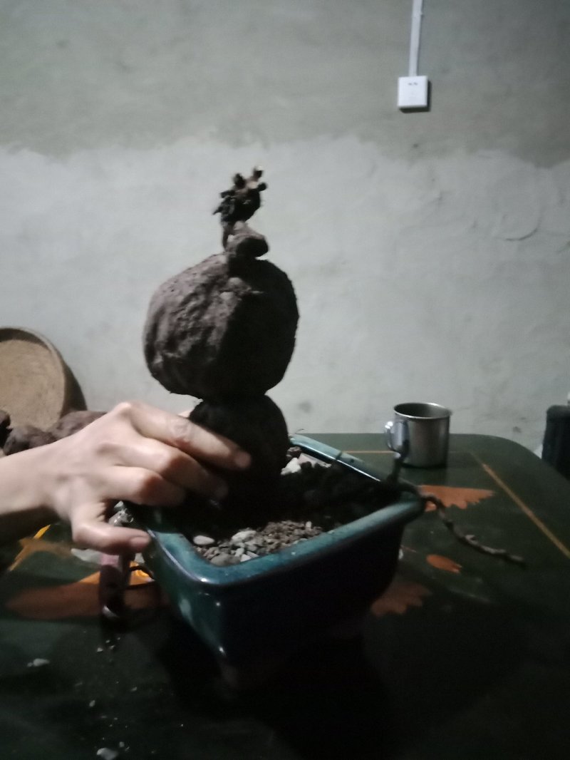 何首乌盆景素材，做盆景盆栽，干品泡药酒。