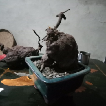何首乌盆景素材，做盆景盆栽，干品泡药酒。