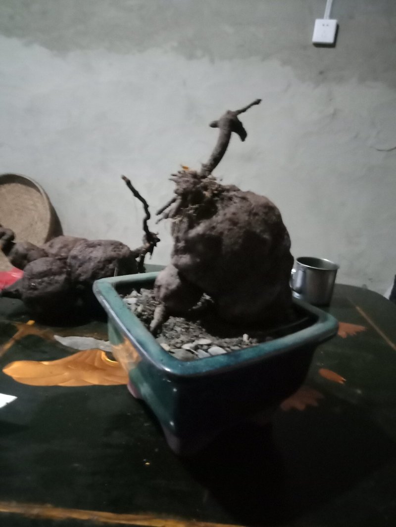 何首乌盆景素材，做盆景盆栽，干品泡药酒。