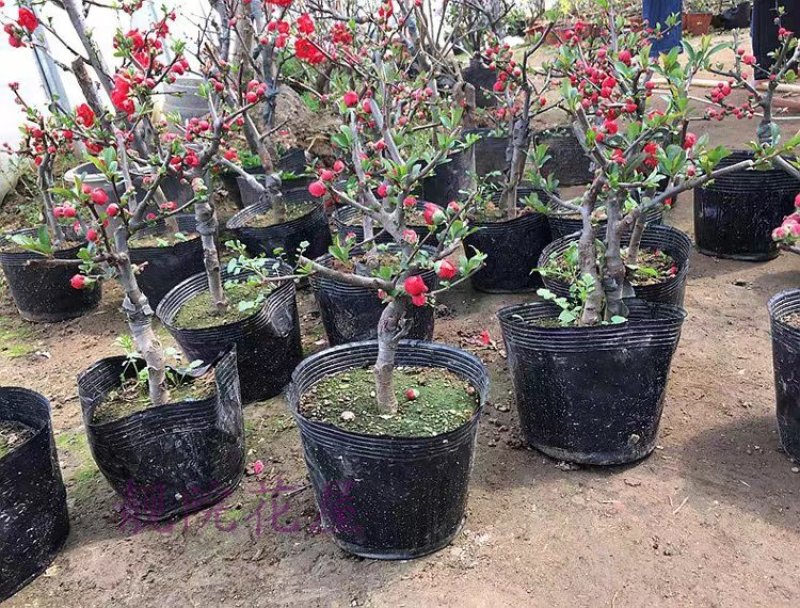 红宝石海棠苗截杆高度50公分可用于盆栽【速生长速度快】