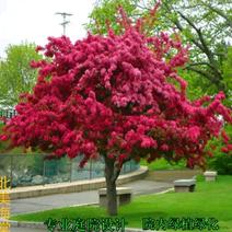 红宝石海棠苗截杆高度50公分可用于盆栽【速生长速度快】