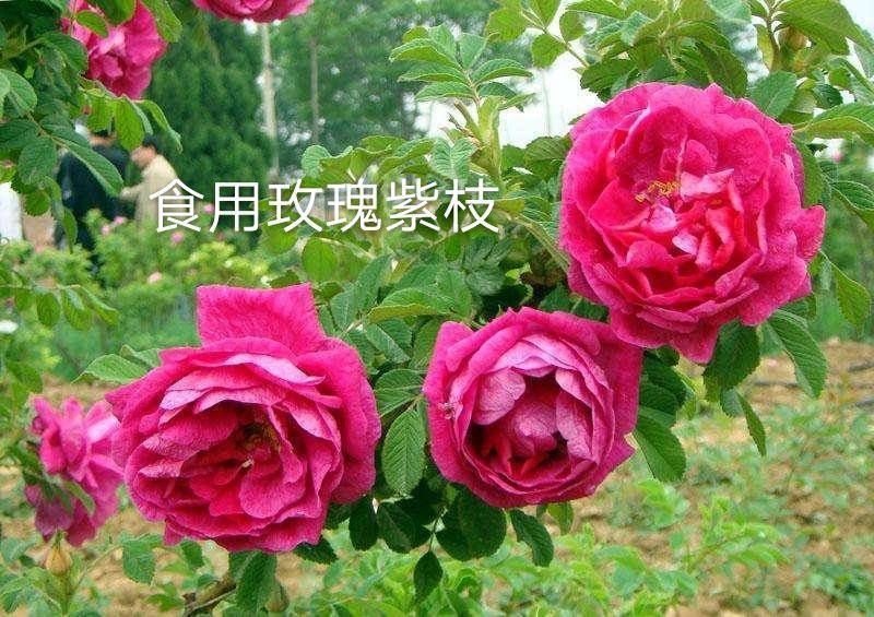 食用玫瑰苗可泡茶香水玫瑰墨红四季玫瑰基地直销