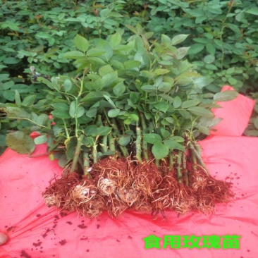 食用玫瑰苗可泡茶香水玫瑰墨红四季玫瑰基地直销