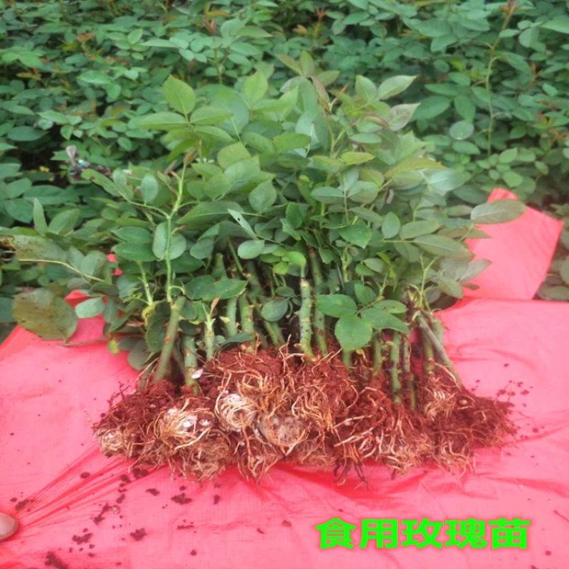 食用玫瑰苗可泡茶香水玫瑰墨红四季玫瑰基地直销