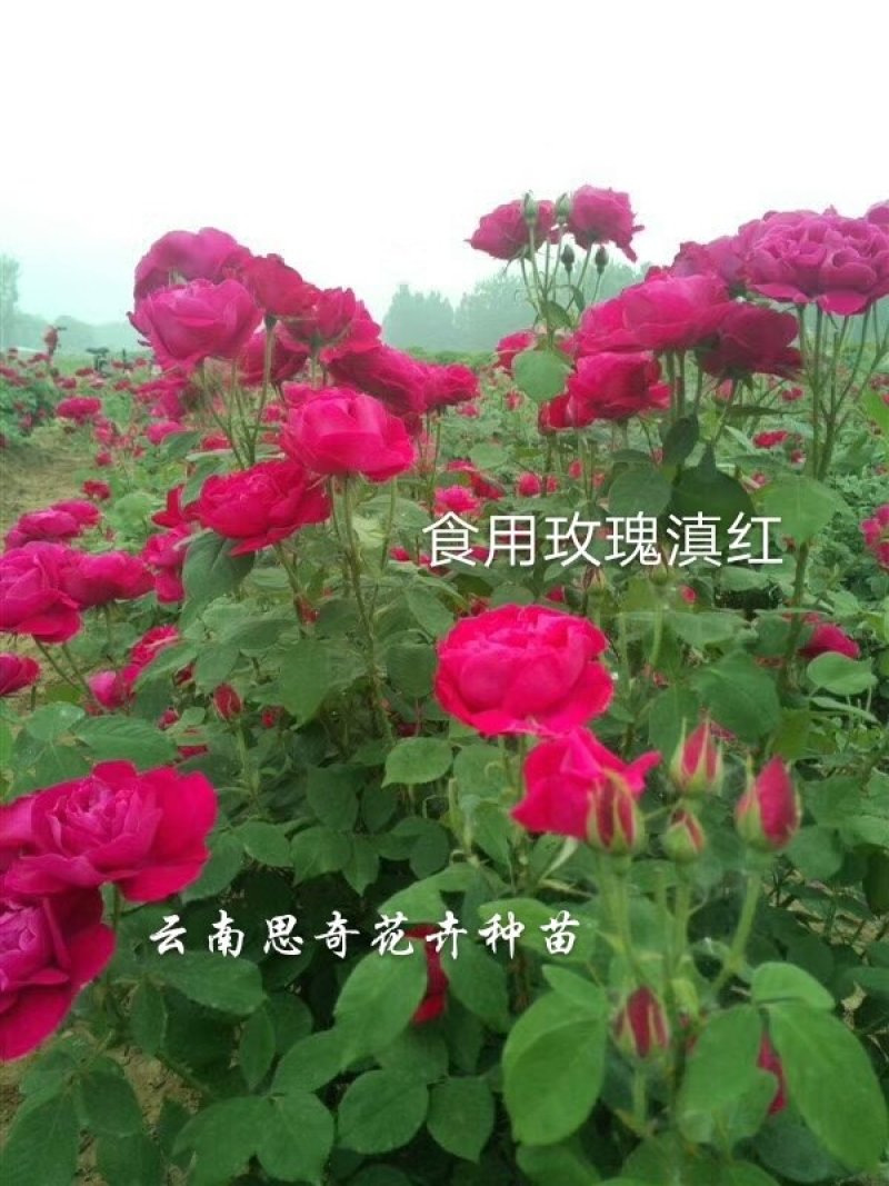 食用玫瑰苗可泡茶香水玫瑰墨红四季玫瑰基地直销