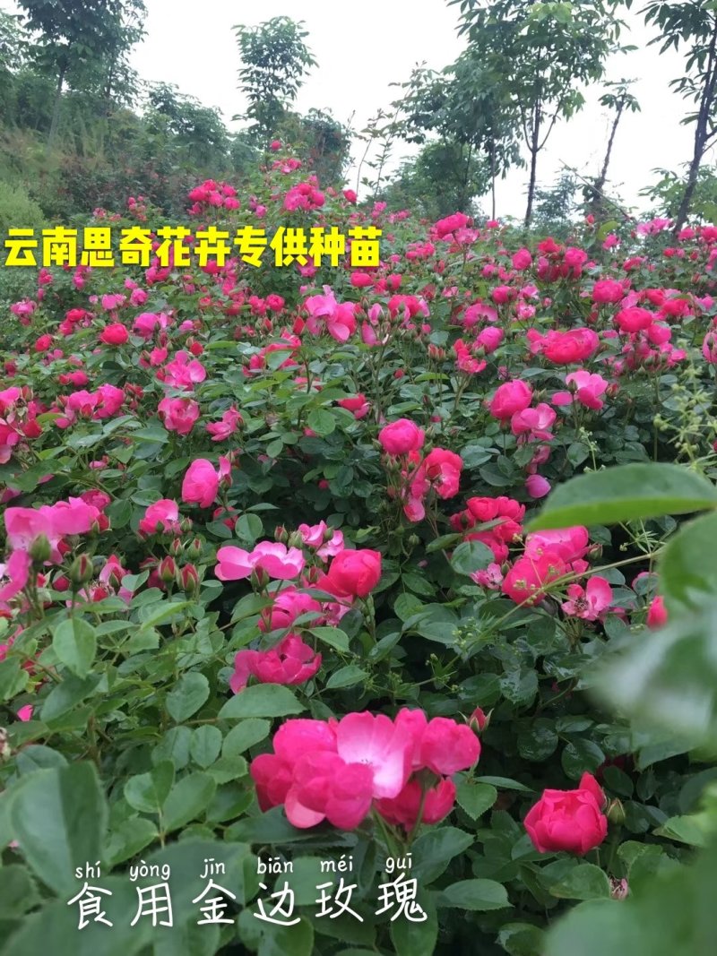 食用玫瑰苗可泡茶香水玫瑰墨红四季玫瑰基地直销