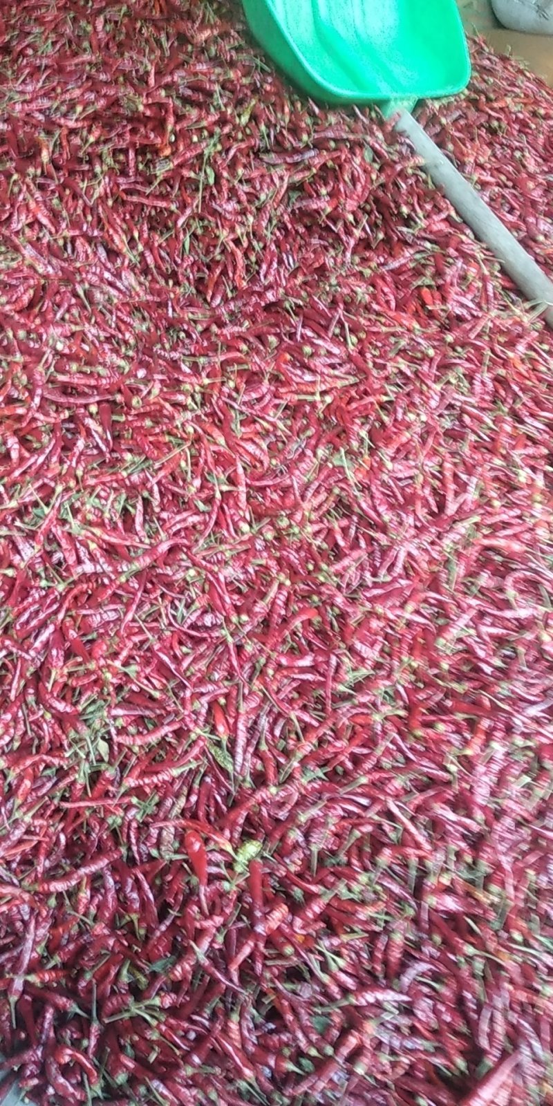 干辣椒