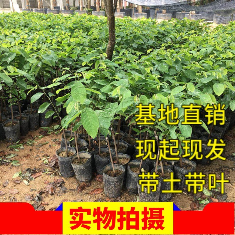 释迦果苗台湾凤梨南方种嫁接佛陀果苗番荔枝