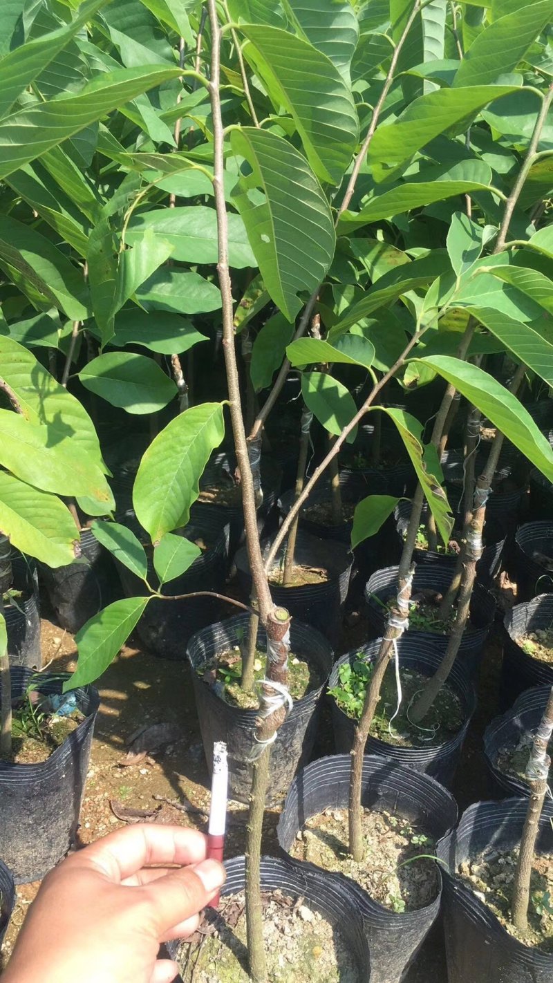 释迦果苗台湾凤梨南方种嫁接佛陀果苗番荔枝