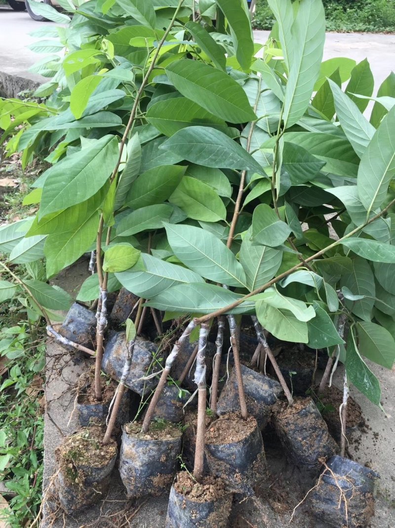 释迦果苗台湾凤梨南方种嫁接佛陀果苗番荔枝