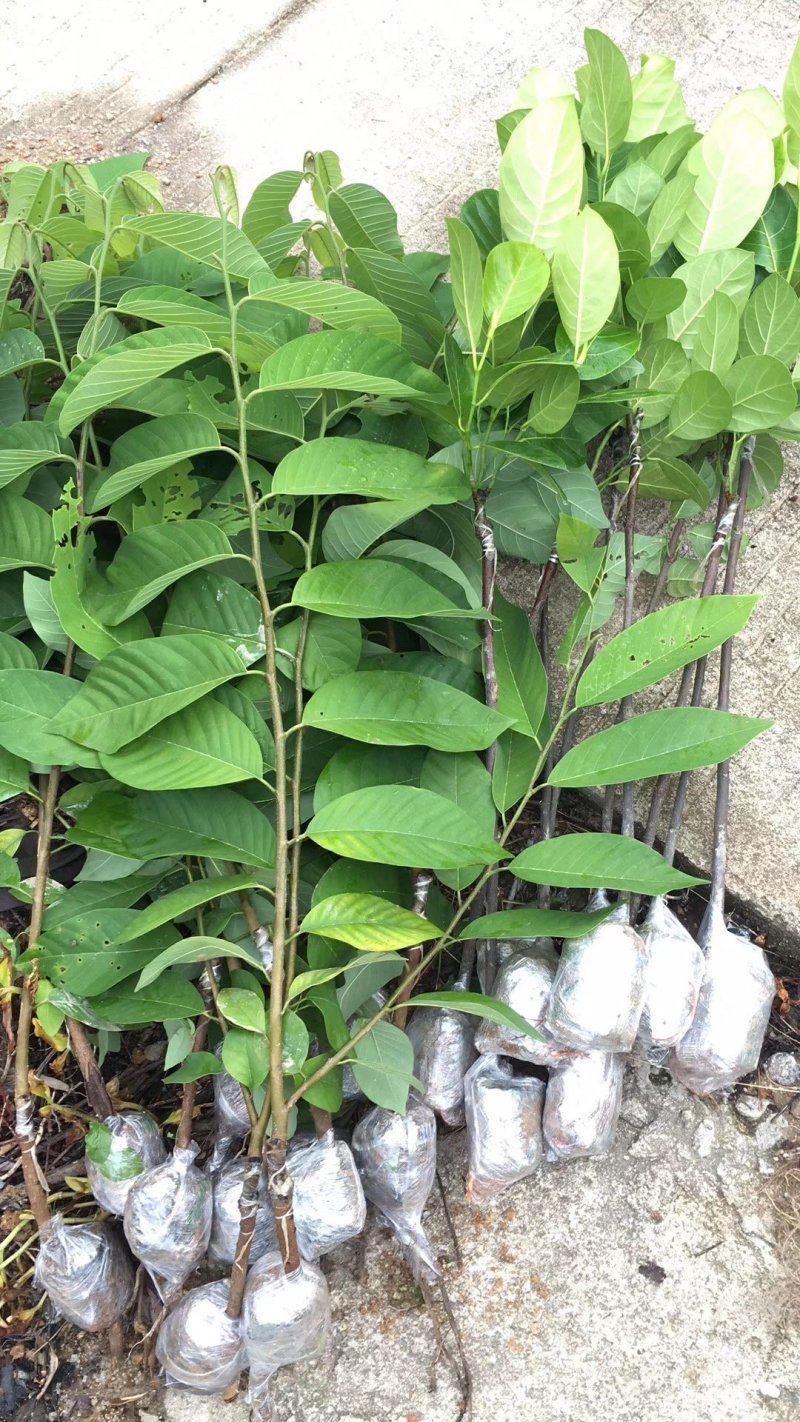 释迦果苗台湾凤梨南方种嫁接佛陀果苗番荔枝