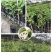 释迦果苗台湾凤梨南方种嫁接佛陀果苗番荔枝