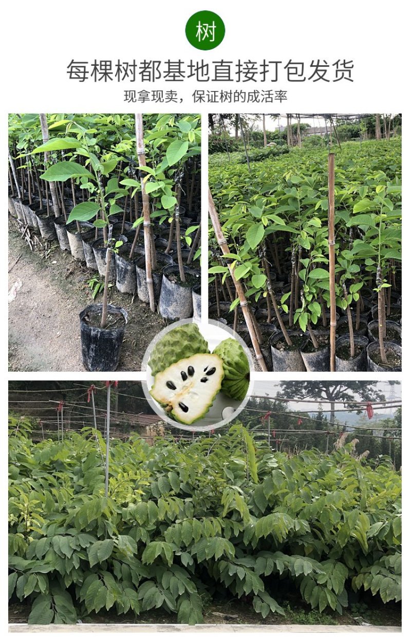 释迦果苗台湾凤梨南方种嫁接佛陀果苗番荔枝