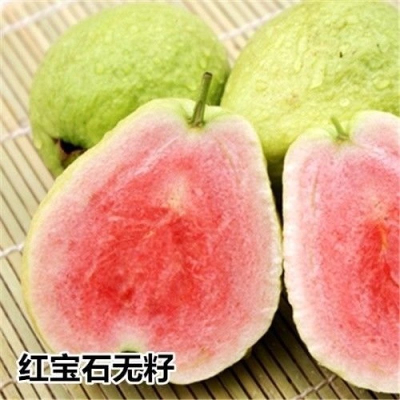 台湾四季红心番石榴红叶番石榴苗嫁接苗紫叶芭乐苗南方果树苗