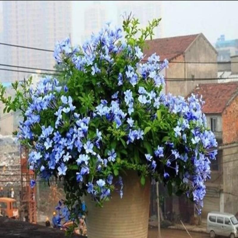 蓝雪花盆栽植物。室内阳台庭院爬藤花卉耐热好养。