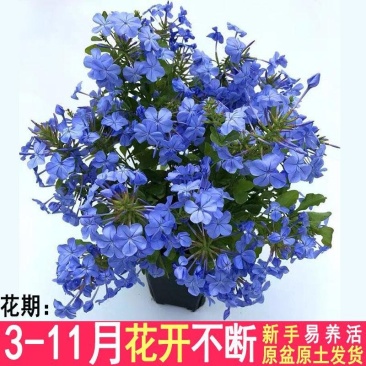 蓝雪花盆栽植物。室内阳台庭院爬藤花卉耐热好养。