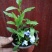 蓝雪花盆栽植物。室内阳台庭院爬藤花卉耐热好养。