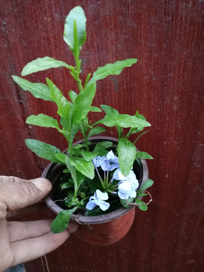 蓝雪花盆栽植物。室内阳台庭院爬藤花卉耐热好养。