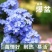 蓝雪花盆栽植物。室内阳台庭院爬藤花卉耐热好养。