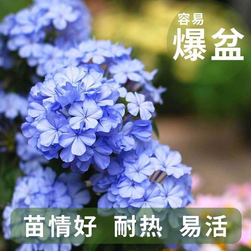蓝雪花盆栽植物。室内阳台庭院爬藤花卉耐热好养。
