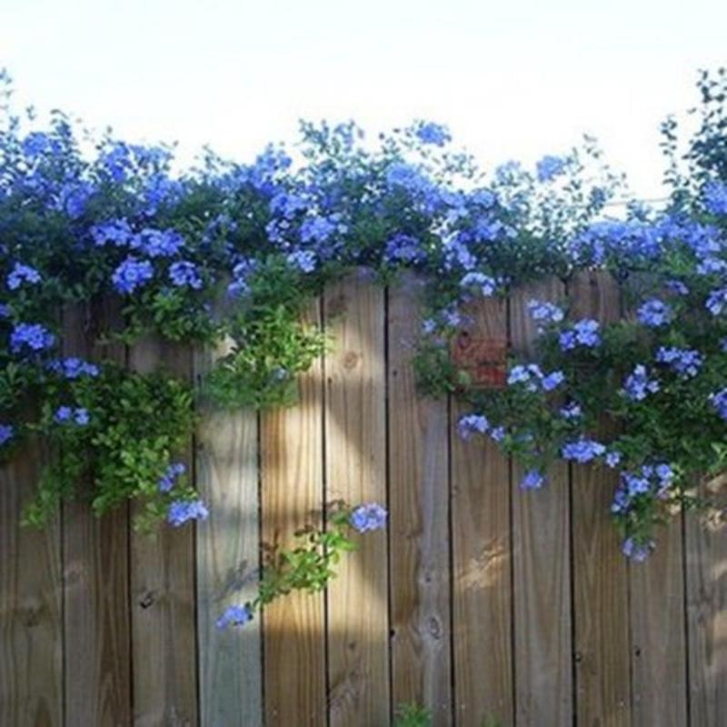 蓝雪花盆栽植物。室内阳台庭院爬藤花卉耐热好养。