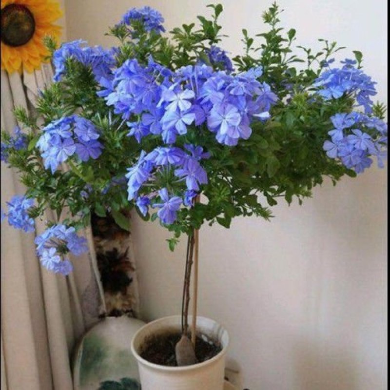 蓝雪花盆栽植物。室内阳台庭院爬藤花卉耐热好养。