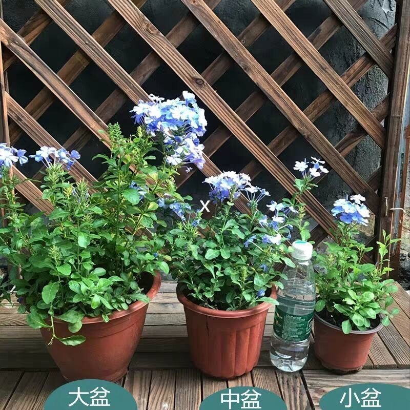 蓝雪花盆栽植物。室内阳台庭院爬藤花卉耐热好养。