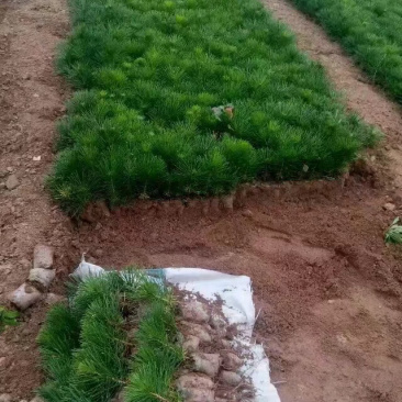 黑松小袋苗牙苗一年生松树苗量大欢迎考察