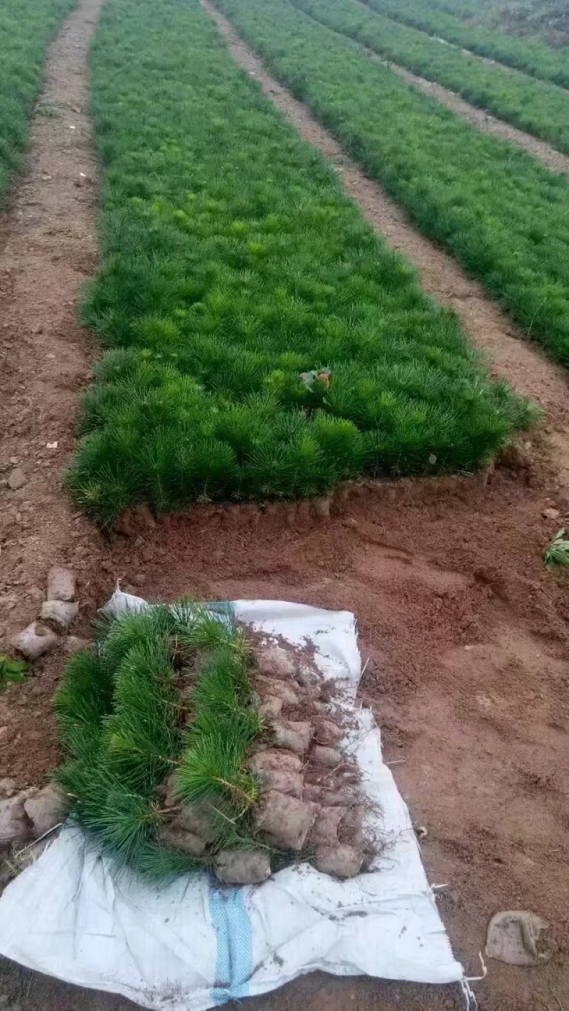 黑松小袋苗牙苗一年生松树苗量大欢迎考察