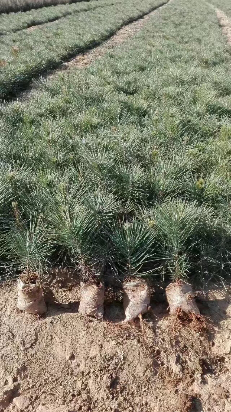 黑松小袋苗牙苗一年生松树苗量大欢迎考察