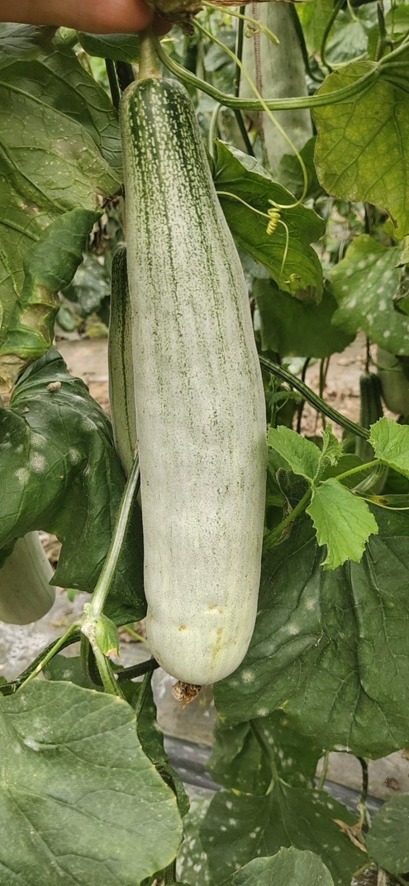 【羊角蜜甜瓜】熟度好糖度高，大量上市产地直发质量保障