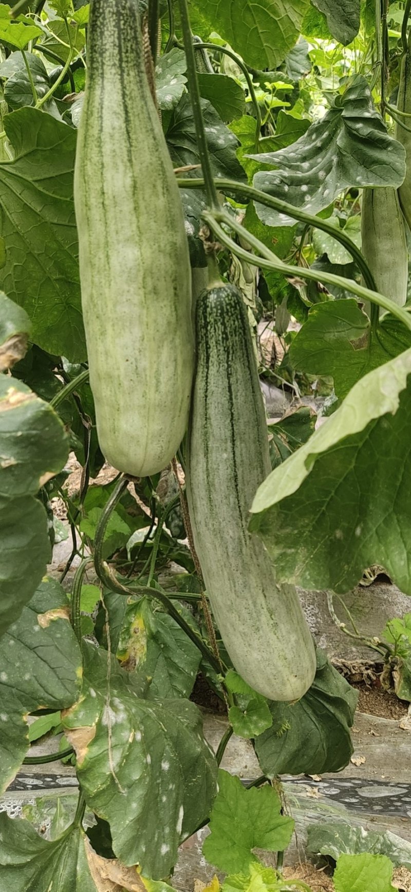 【羊角蜜甜瓜】熟度好糖度高，大量上市产地直发质量保障