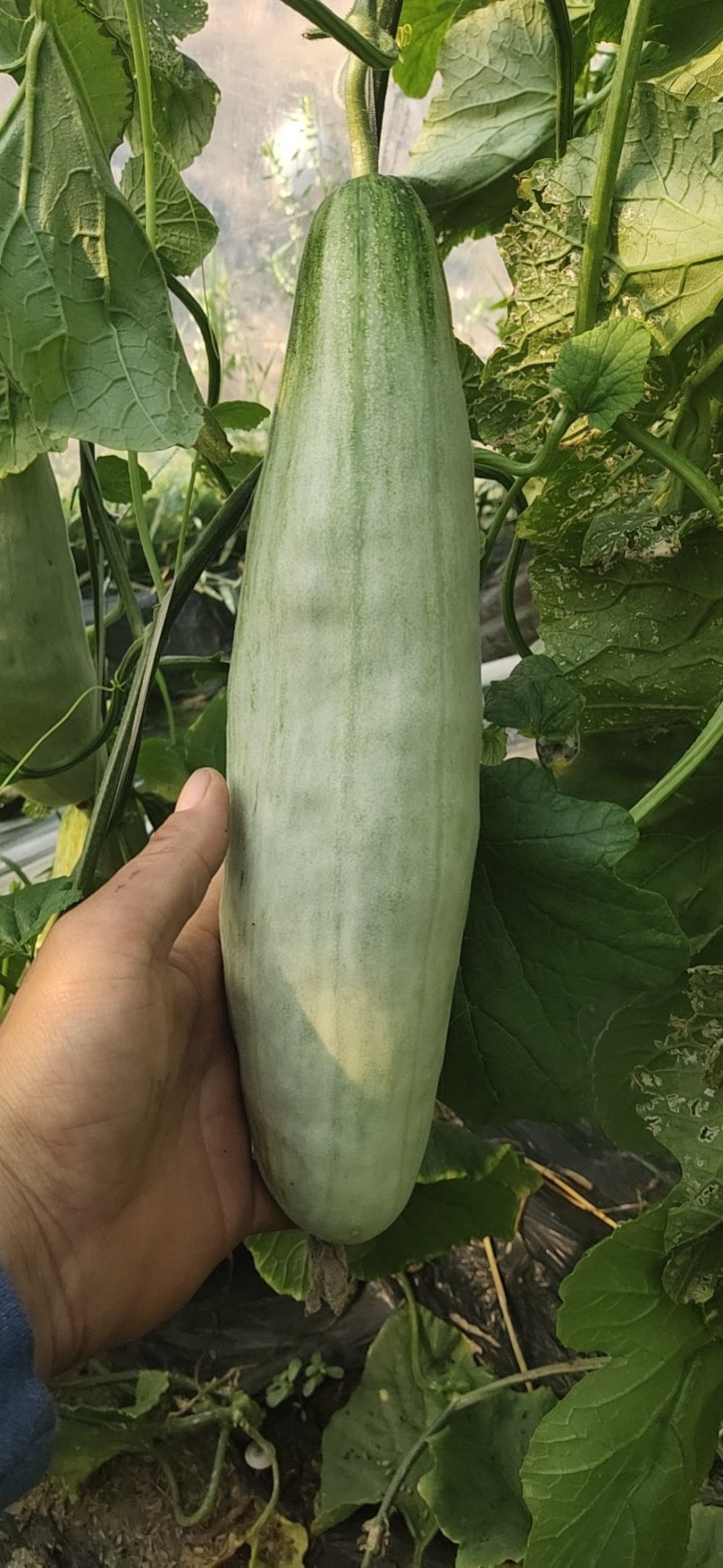 【羊角蜜甜瓜】熟度好糖度高，大量上市产地直发质量保障