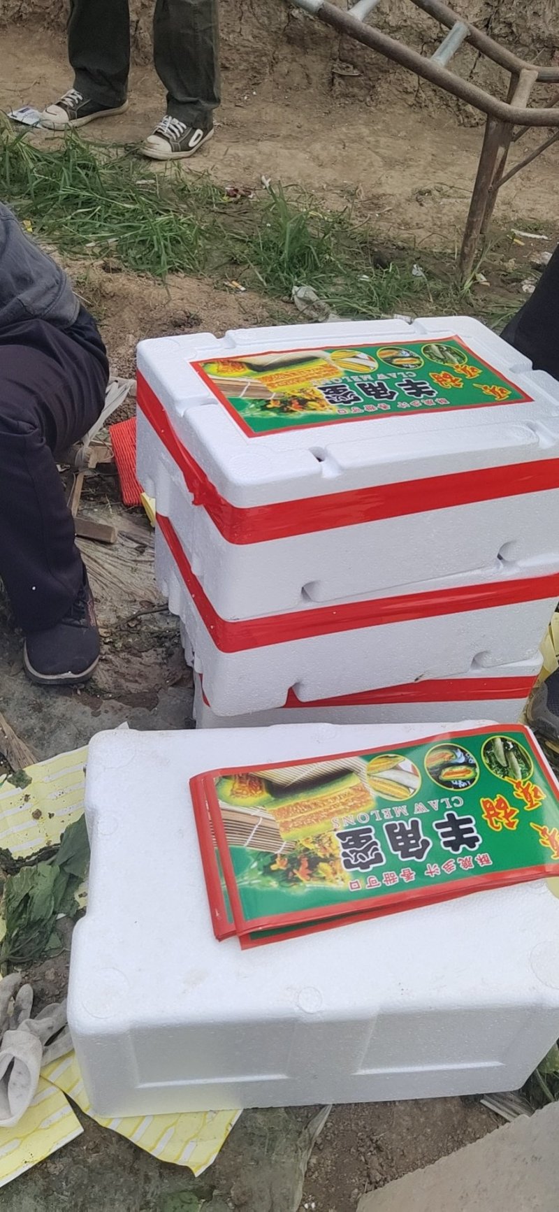 【羊角蜜甜瓜】熟度好糖度高，大量上市产地直发质量保障