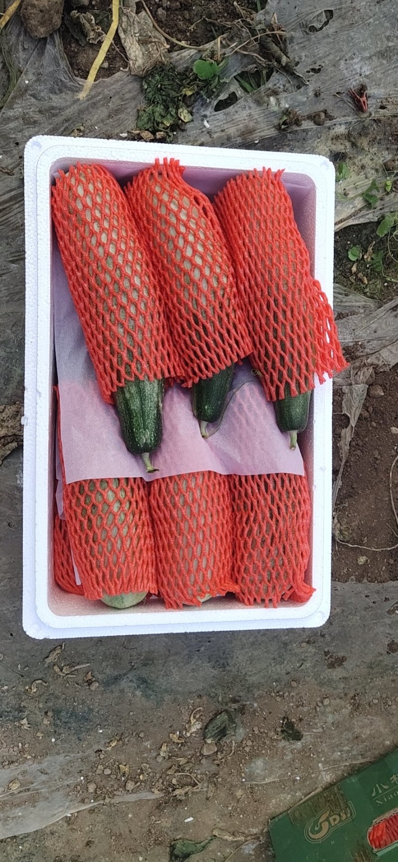 【羊角蜜甜瓜】熟度好糖度高，大量上市产地直发质量保障