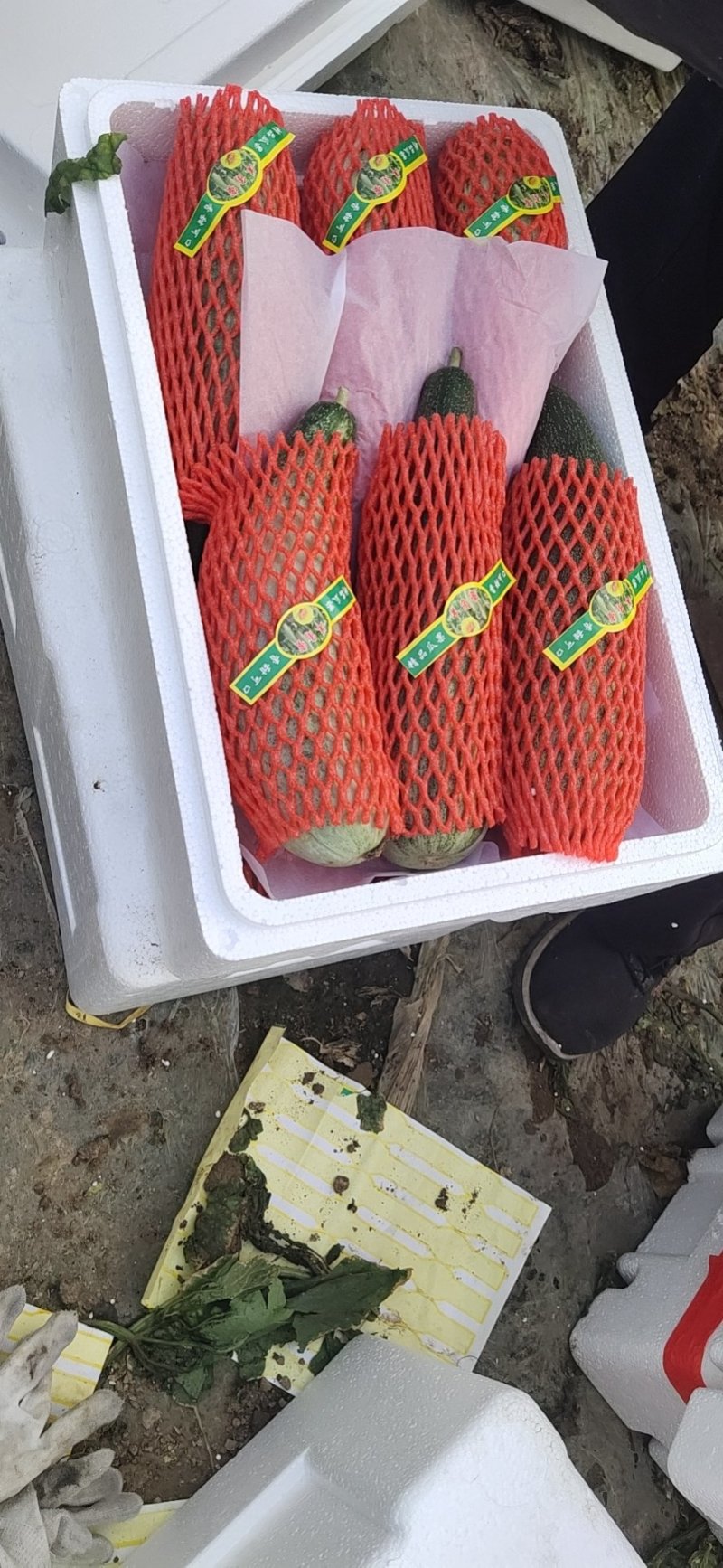 【羊角蜜甜瓜】熟度好糖度高，大量上市产地直发质量保障