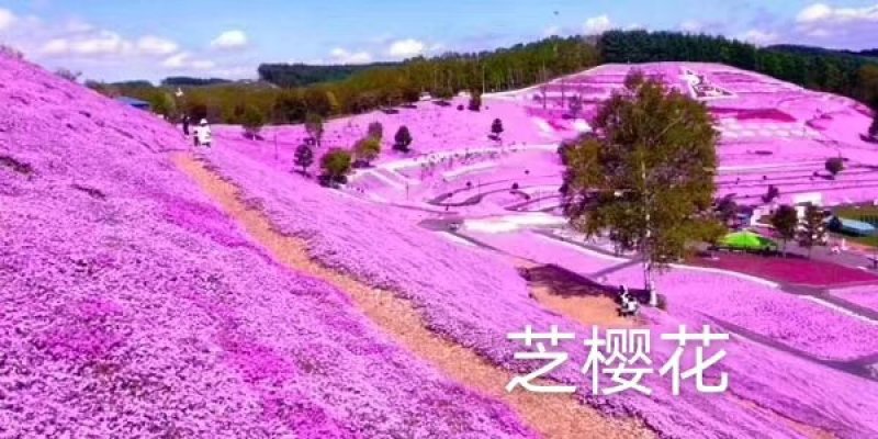 丛生福禄考（芝樱）基地直销颜色齐全常年供应宿根花草花苗木