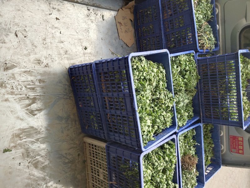 金丝皇菊苗:菊花苗杭白菊北京菊苏北菊基地直销