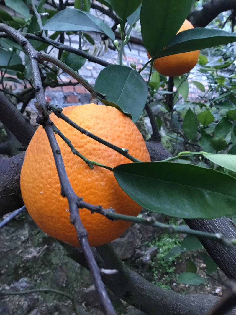脐橙72-1